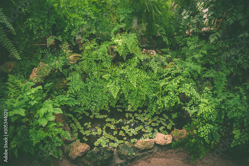 Exotic green background of tropical leaves, stylish fashionable summer pattern photo