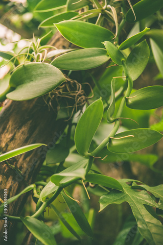 Growing vanilla is a closeup of a tropical garden , the leaves of vanilla in natural conditions photo