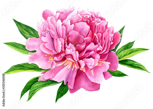 beautiful flower peony on isolated white background  watercolor illustration  botanical painting