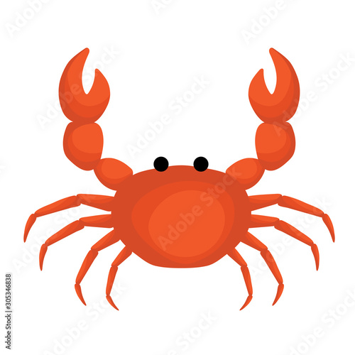 isolated orange crab on white background