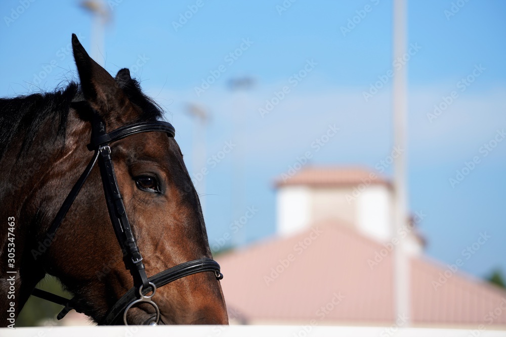 Obraz premium portrait of a brown horse