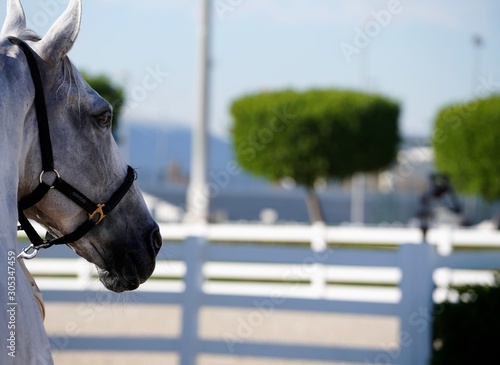young riding horse bu blurred tree