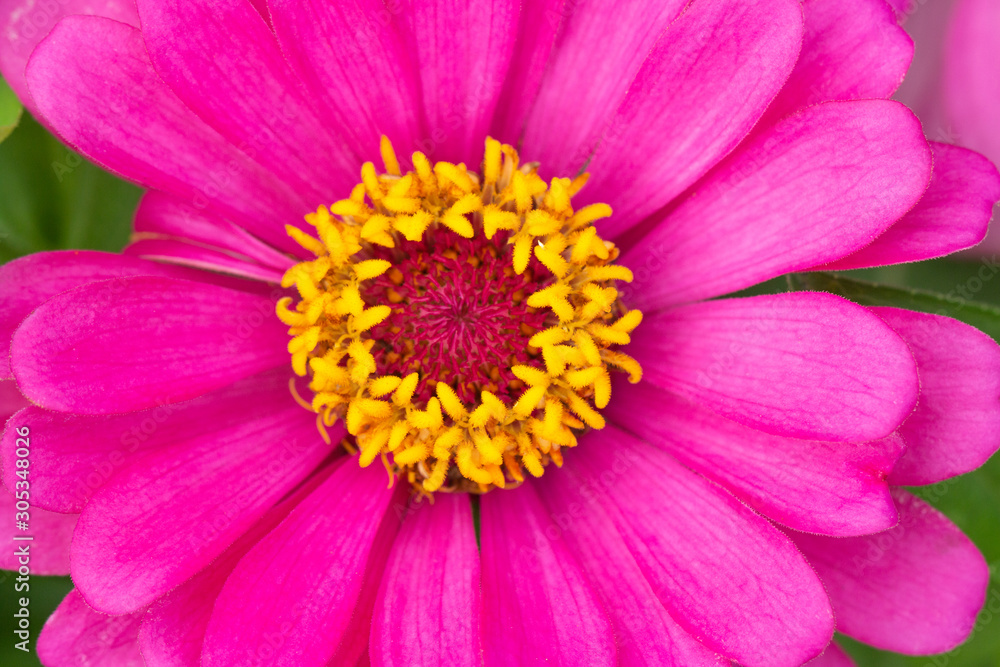 Pink flower petals in multiple layers Pink flower petals in multiple layers