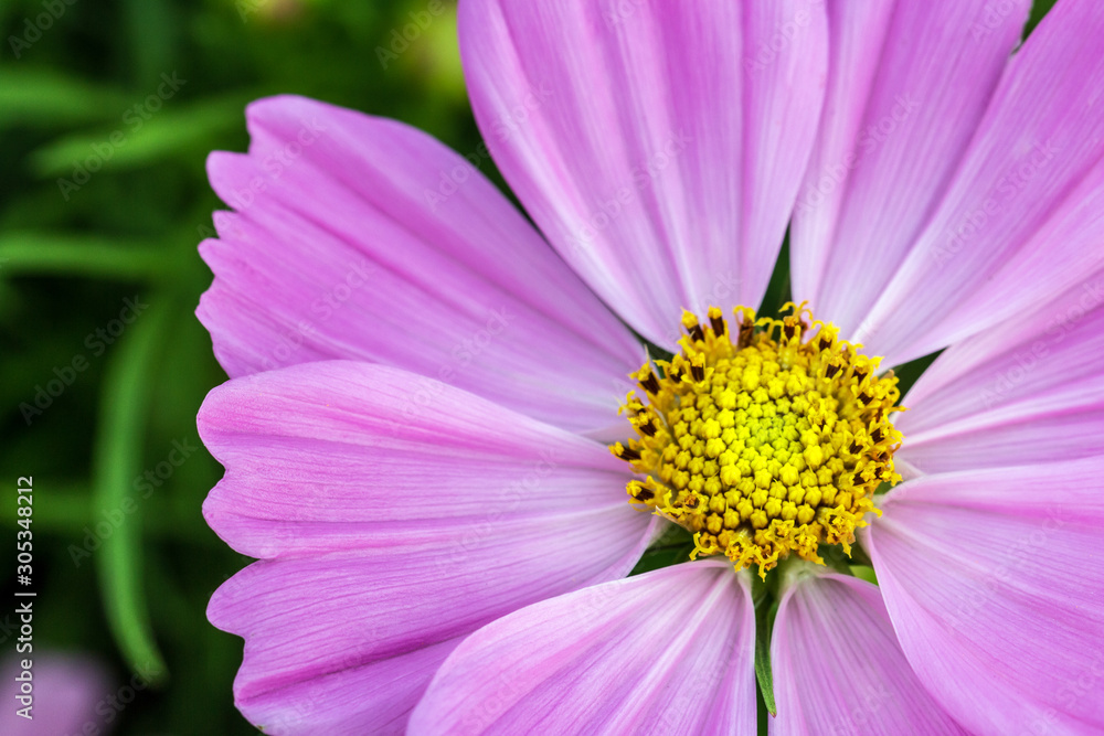 Pink flower petals in multiple layers Pink flower petals in multiple layers