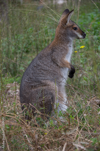 Swamp Wallaby, female
