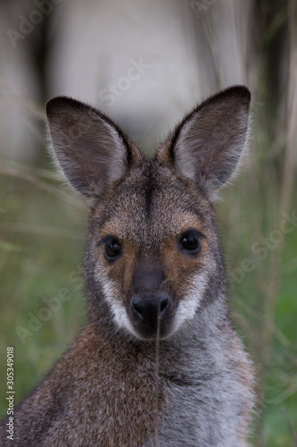 Swamp Wallaby, female