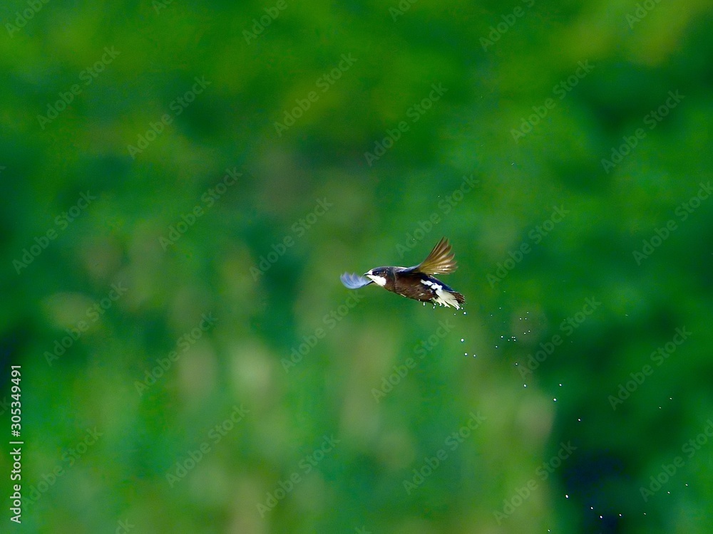 新緑をバックに高速で飛ぶハリオアマツバメ