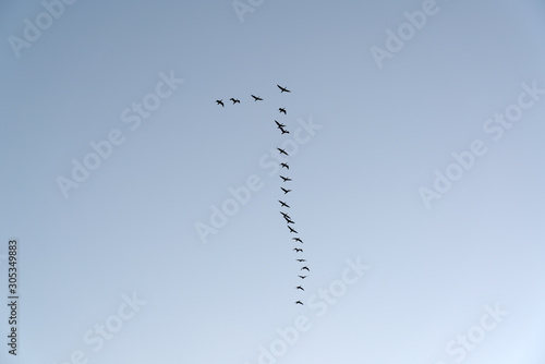 Flock of migratory birds in flight