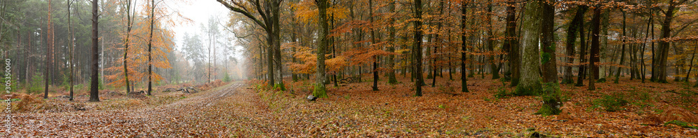 autumn in the new forest hampshire autumn in the new forest hampshire