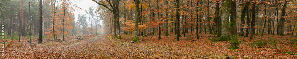 Obraz premium autumn in the new forest hampshire