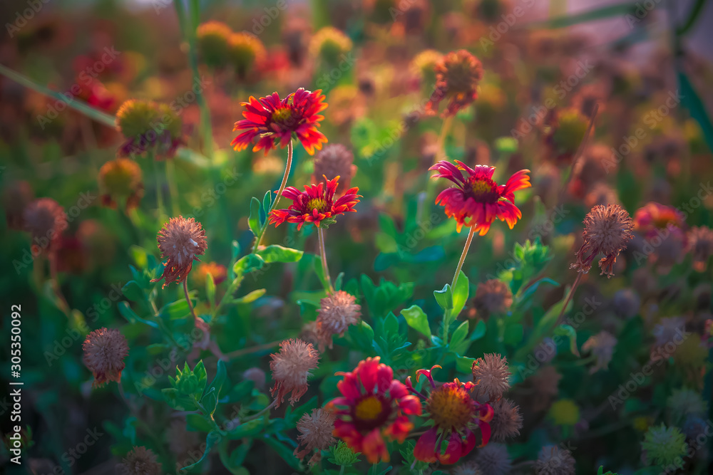 Colorful flowers on Al khobar seaside parks Saudi Arabia -depth of field view.Colorful flowers on Al khobar seaside parks Saudi Arabia -depth of field view. Colorful flowers on Al khobar seaside parks Saudi Arabia -depth of field view.Colorful flowers on Al khobar seaside parks Saudi Arabia -depth of field view.