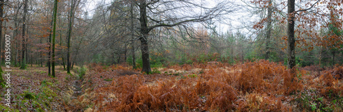 autumn in the new forest hampshire