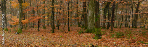 autumn in the new forest hampshire