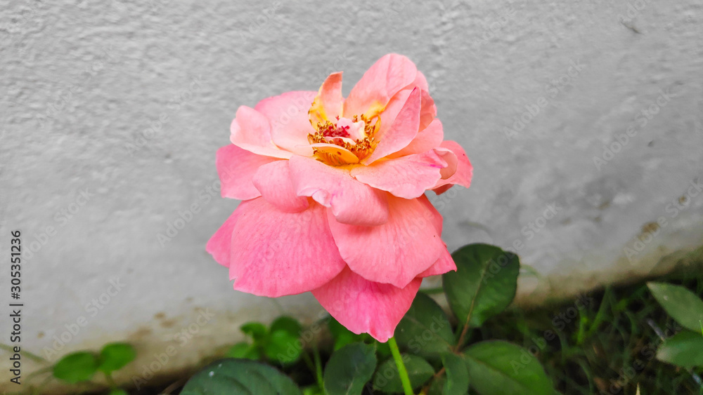 Fototapeta premium Rose flower Close up