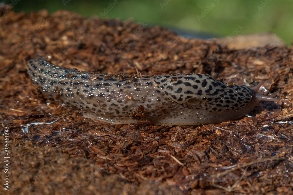 Leopard Slug Leopard Slug
