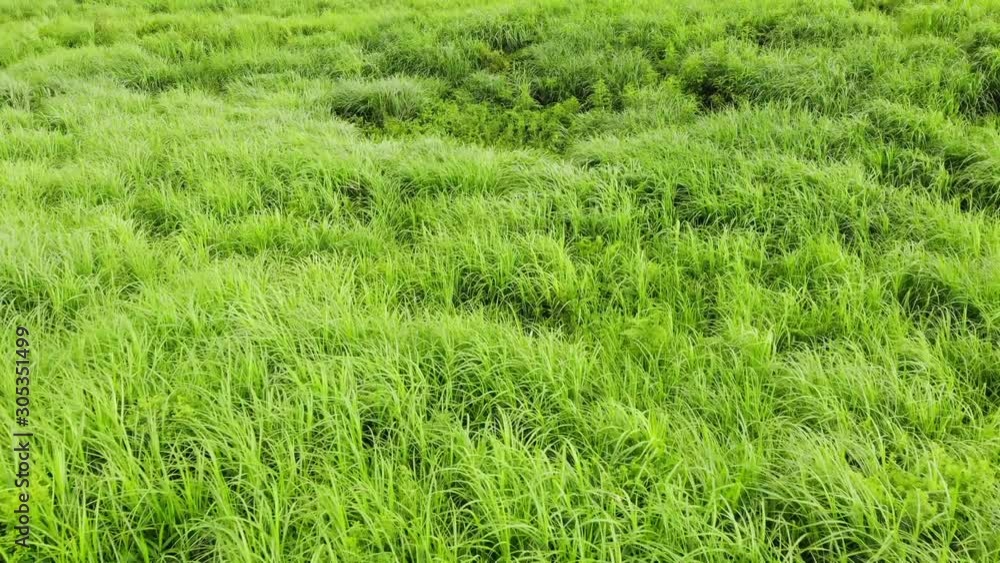 草原　ドローン空撮　静岡県　日本