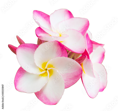 Pink plumeria frangipani tropical flowers isolated on the white background with clipping path