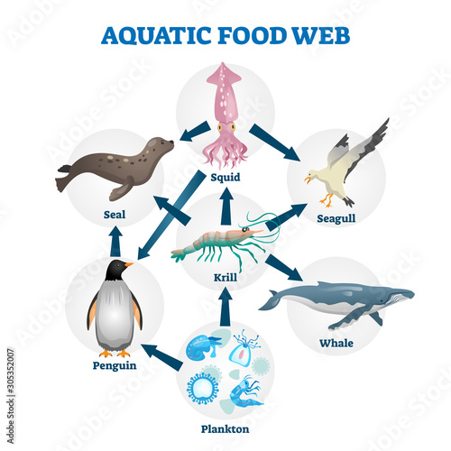 Aquatic food web vector illustration. Labeled educational water life scheme