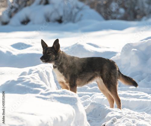 dog on a winter walk