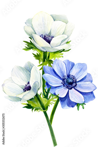bouquet of beautiful flowers of blue and white anemones  on isolated white background  watercolor illustration  botanical painting