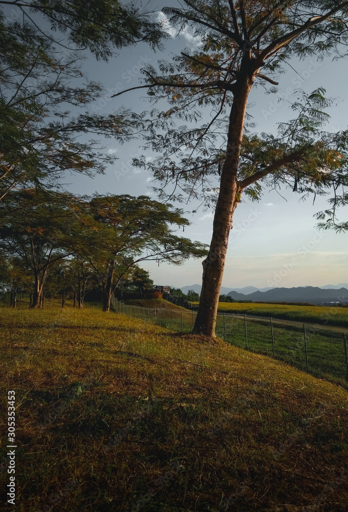 beautiful nature in Chaloem Phrakiat garden at Mae Moh Lampang, Thailand