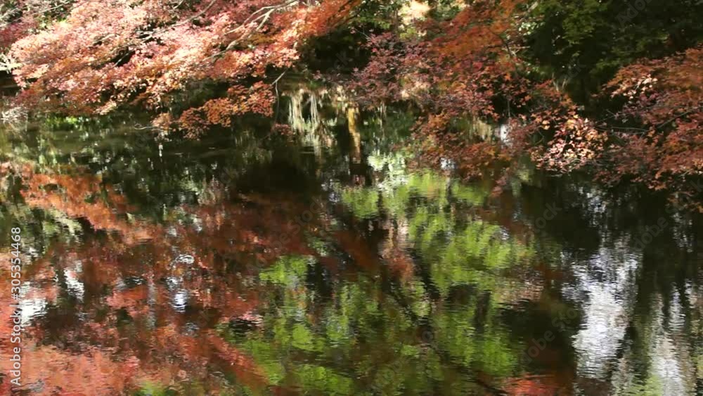 池の水面に映る紅葉と波紋 池の水面に映る紅葉と波紋