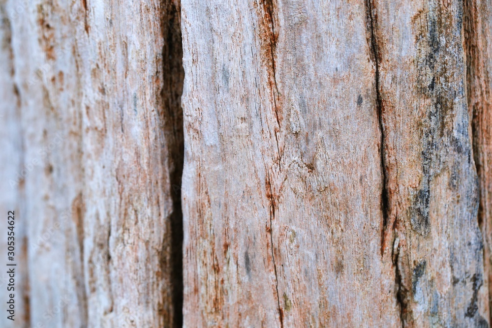 bark of a tree bark of a tree