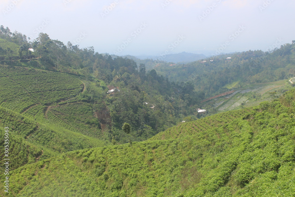 Beautiful view on tea plantation