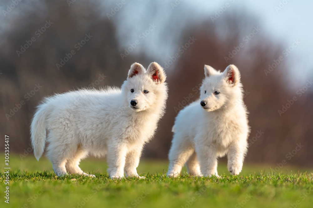 Puppy cute White Swiss Shepherd dog portrait on meadow Puppy cute White Swiss Shepherd dog portrait on meadow