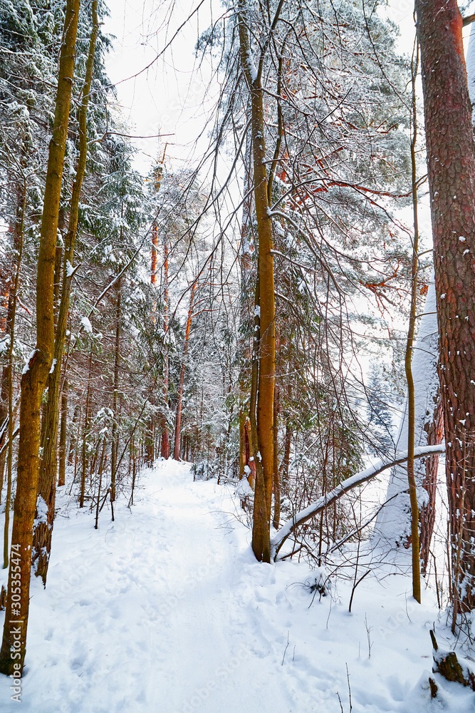 Snow covered trees in a winter forest. Red trunks of pine trees