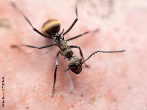 Macro Photo of Golden Weaver Ant on The Floor