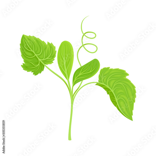 Cucumber Leaves and Stalk with Cirrus Vector Item