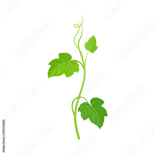 Cucumber Leaves and Stalk with Cirrus Vector Item