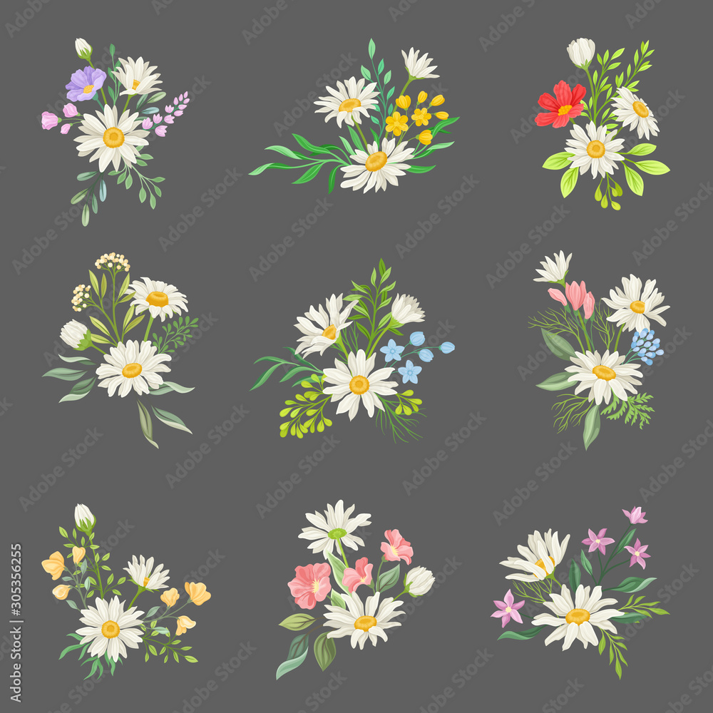 Chamomile or Daisy Bouquets Vector Set. Botanical Decoration Concept