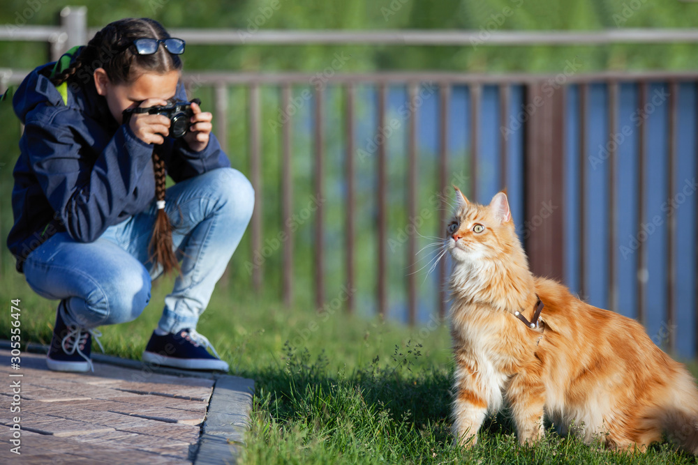 Obraz premium Teen girl shoots a red cat Maine Coon in a city park.