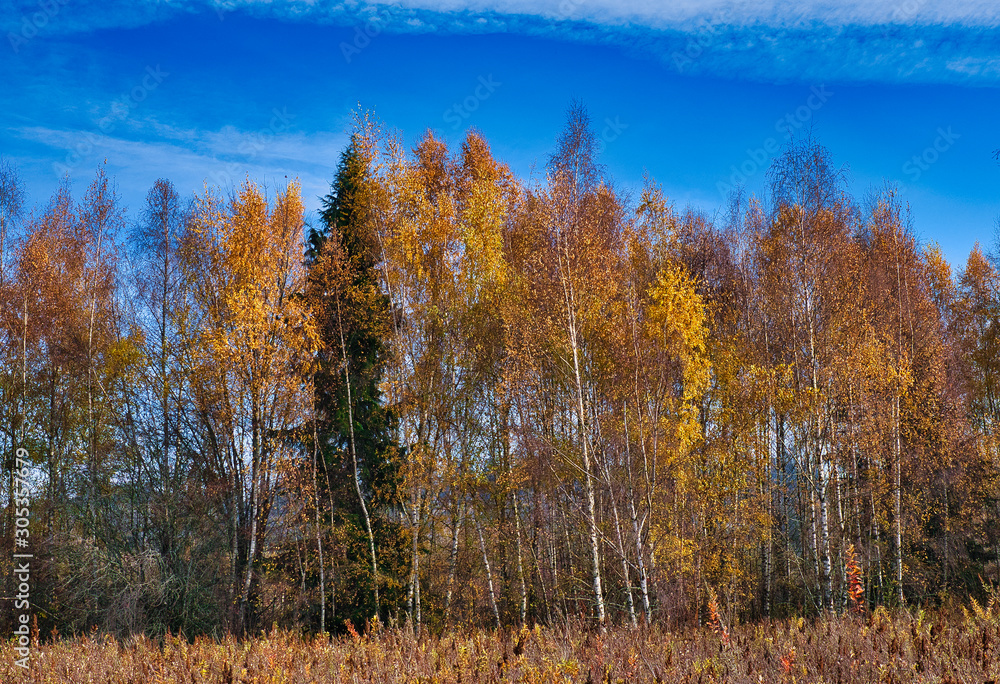 2018-11-20 COLORFUL ROW OF ALDERS IN BELLEVUE 2018-11-20 COLORFUL ROW OF ALDERS IN BELLEVUE