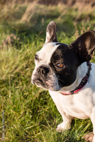 Fototapeta Naklejka Na Ścianę i Meble -  outdoor portrait of a purebred French bulldog