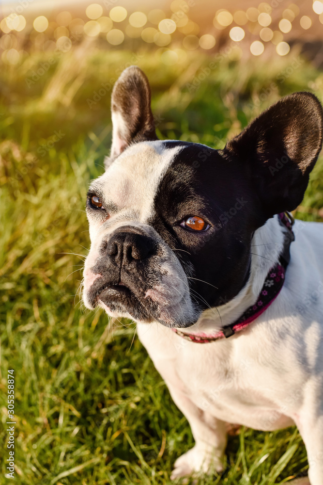outdoor portrait of a purebred French bulldog