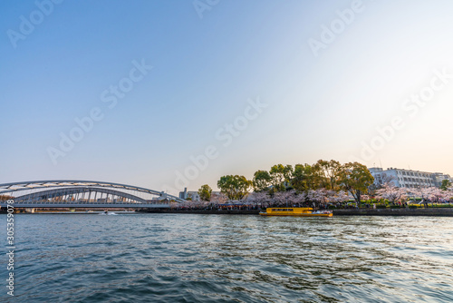  Tombori River Cruising at Osaka cruise of the Dotonbori canal with beautful city view sunset full bloom cherry blossom Sakura tree forecast pink asian flower perfact season to travel Japan