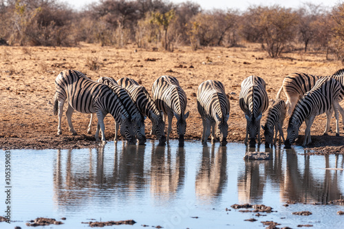 A group of Burchell s Plains zebra -Equus quagga burchelli- drinking from a waterhole in Etosha National Park  Namibia.