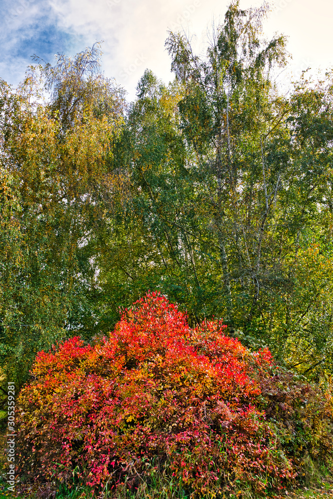Naklejka premium 2019-10-24 CONTRASTING FALL COLORS IN BELLEVUE WASHINGTON