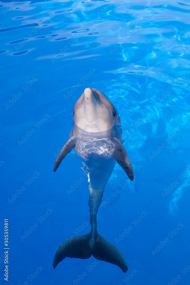 Naklejka premium Bottlenose dolphin swims in the water.
