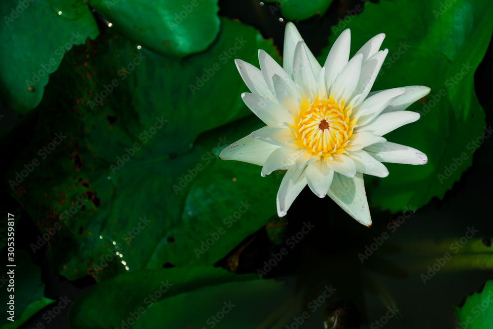 White lotus flowers and yellow stamens. In the pond with lotus leaves around.