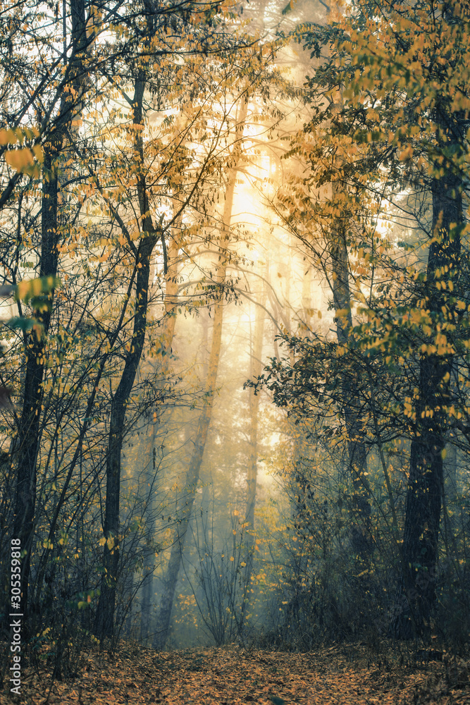 Obraz premium Autumn forest nature. Vivid morning in forest with sun rays through branches of trees.
