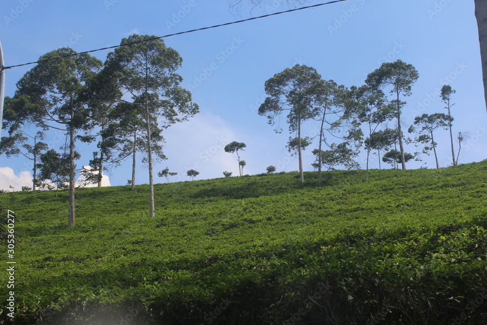 Obraz premium landscape tea plantation at kemuning, Indonesia