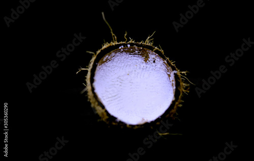 Tropical Dry Coconut on the black background. Copy space. © avs