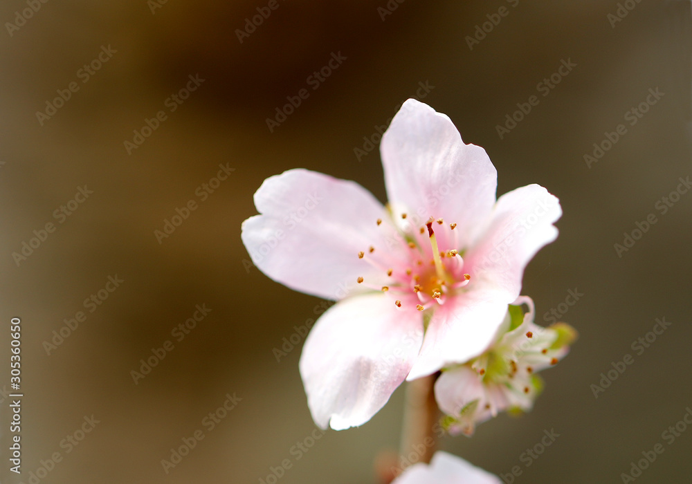 さくら　サクラ　桜　四季桜　姫桜　さくらの花