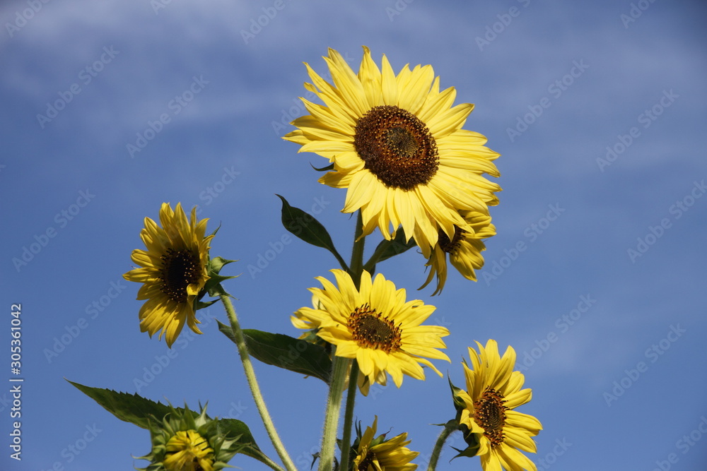 organic yellow sunflower flowers on sky blue sky background organic yellow sunflower flowers on sky blue sky background