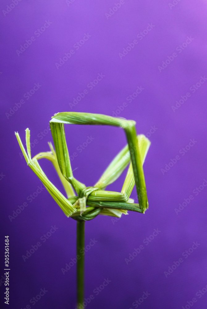 twisted blade of grass on a lilac background twisted blade of grass on a lilac background
