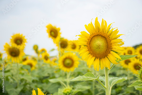 Sunflower field on the morning.